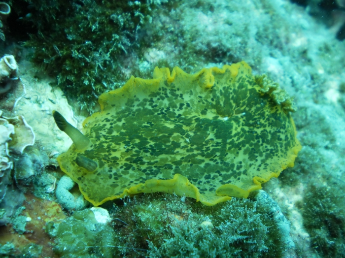 Dendrodoris limbata