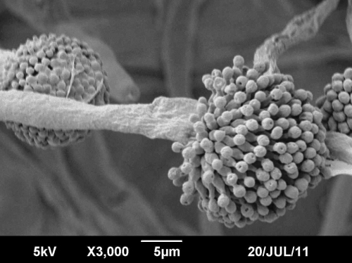 Aspergillus fumigatus AFK11