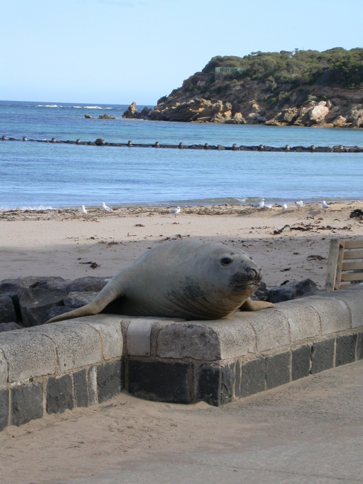 Southern elephant seal - Mirounga leonina