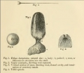 Porifera (sponges)