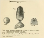 Tethya dactyloidea Carter, 1869