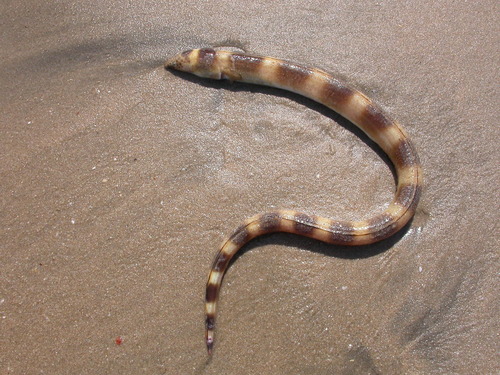 Snake eel