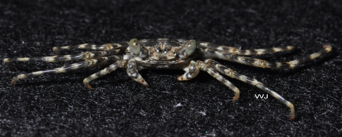 Grapsus longitarsis Dana, 1851 Grapsus longitarsis Dana, 1851