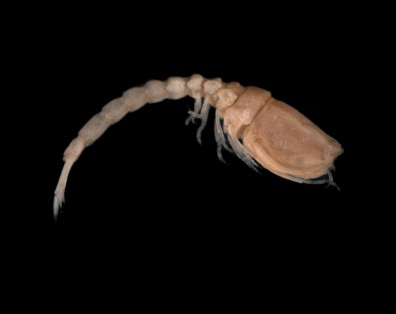 Picture of Bodotria scorpioides Picture of Bodotria scorpioides