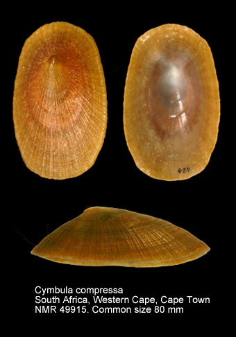 Cymbula compressa