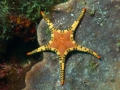 Echinodermata (echinoderms)