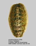 Acanthochitona crinita