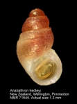 Anabathridae
