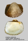 Anadara natalensis