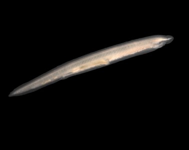 Branchiostoma lanceolatum, sampled on Belgian Continental Shelf Branchiostoma lanceolatum, sampled on Belgian Continental Shelf