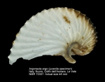Argonautidae