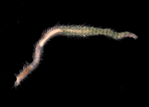 Picture of Hesionura elongata Picture of Hesionura elongata