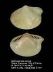 Bathyspinula excisa