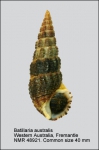 Batillaria australis