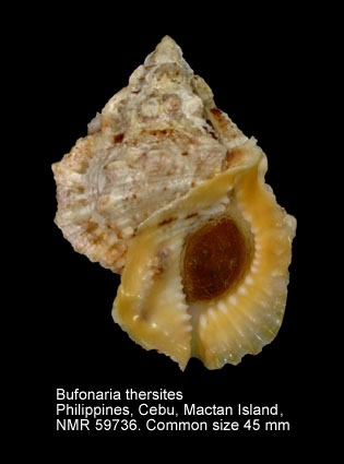 Bufonaria thersites