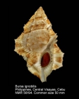 Bursina ignobilis