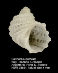 Carinorbis clathrata