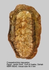 Craspedochiton laqueatus