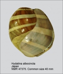 Hydatina albocincta