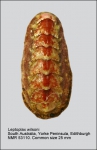 Acanthochitonidae