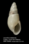 Amathinidae