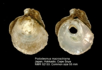 Pododesmus macrochisma