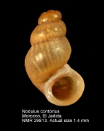 Nodulus contortus