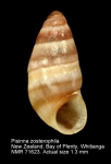 Anabathridae