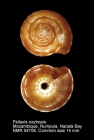 Psilaxis oxytropis