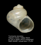 Trochaclididae
