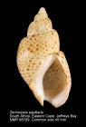 Zemiropsis papillaris