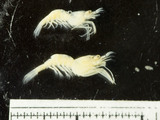 Eualus pusiolus, author: Fisheries and Oceans Canada, Claude Nozères