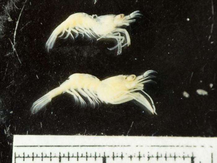 Eualus pusiolus Eualus pusiolus
