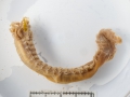 Polychaeta (bristle worms)