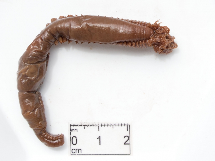 amphitrite worm