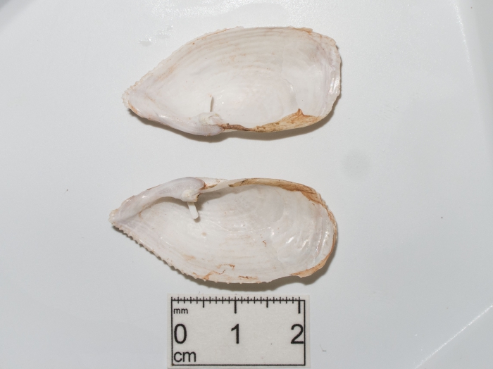 Barnea truncata - inner valves Barnea truncata - inner valves