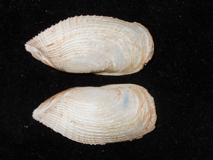 Barnea truncata - outer view Barnea truncata - outer view