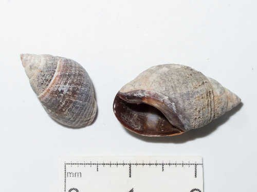 Ilyanassa obsoleta