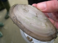 Mollusca (molluscs)