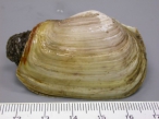 Picture of Mya truncata, author: Desmet, G. Picture of Mya truncata, author: Desmet, G.