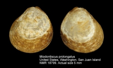 Miodontiscus prolongatus