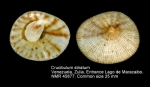 Crucibulum striatum