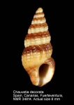 Chauvetiidae