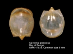 Cavoliniidae