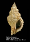 Siphonalia aspersa