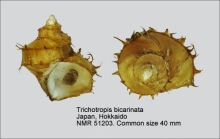 Trichotropis bicarinata