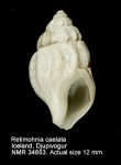 Retimohnia caelata