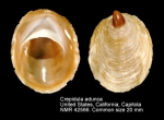 Calyptraeidae