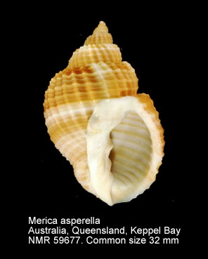 Merica asperella