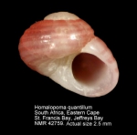 Homalopoma quantillum
